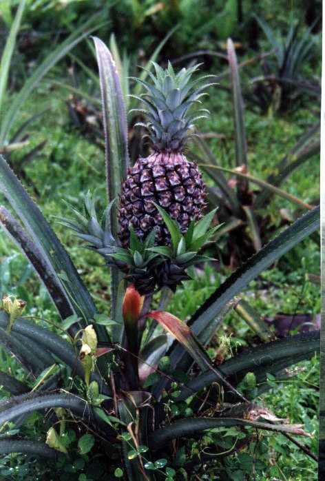 Ananas