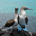 Bluefooted