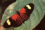 Schmetterling$