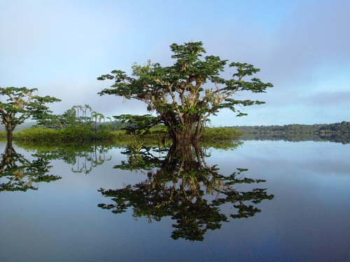 Selva del Cuyabeno