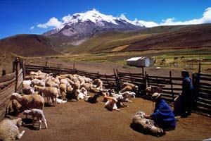 Ovejas, Chimborazo Area