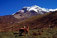 Vicuas del Chimborazo