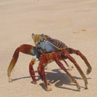 Ecuador Galapagos travel Ecuador tour: Crabs in the beach